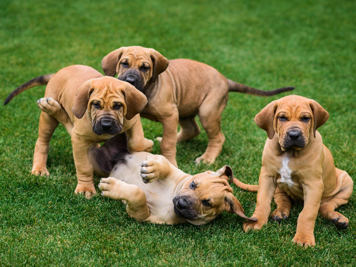 じゃれて遊んでいるブラジリアン・ガード・ドッグの子犬たち