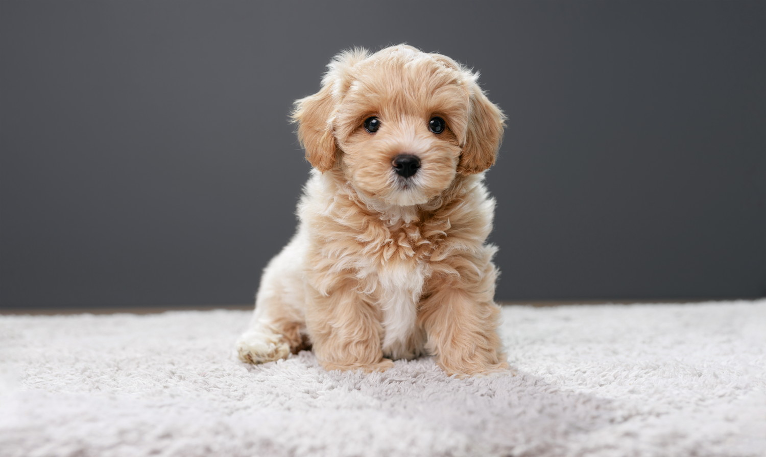 敷物の上に座っているマルプーの子犬