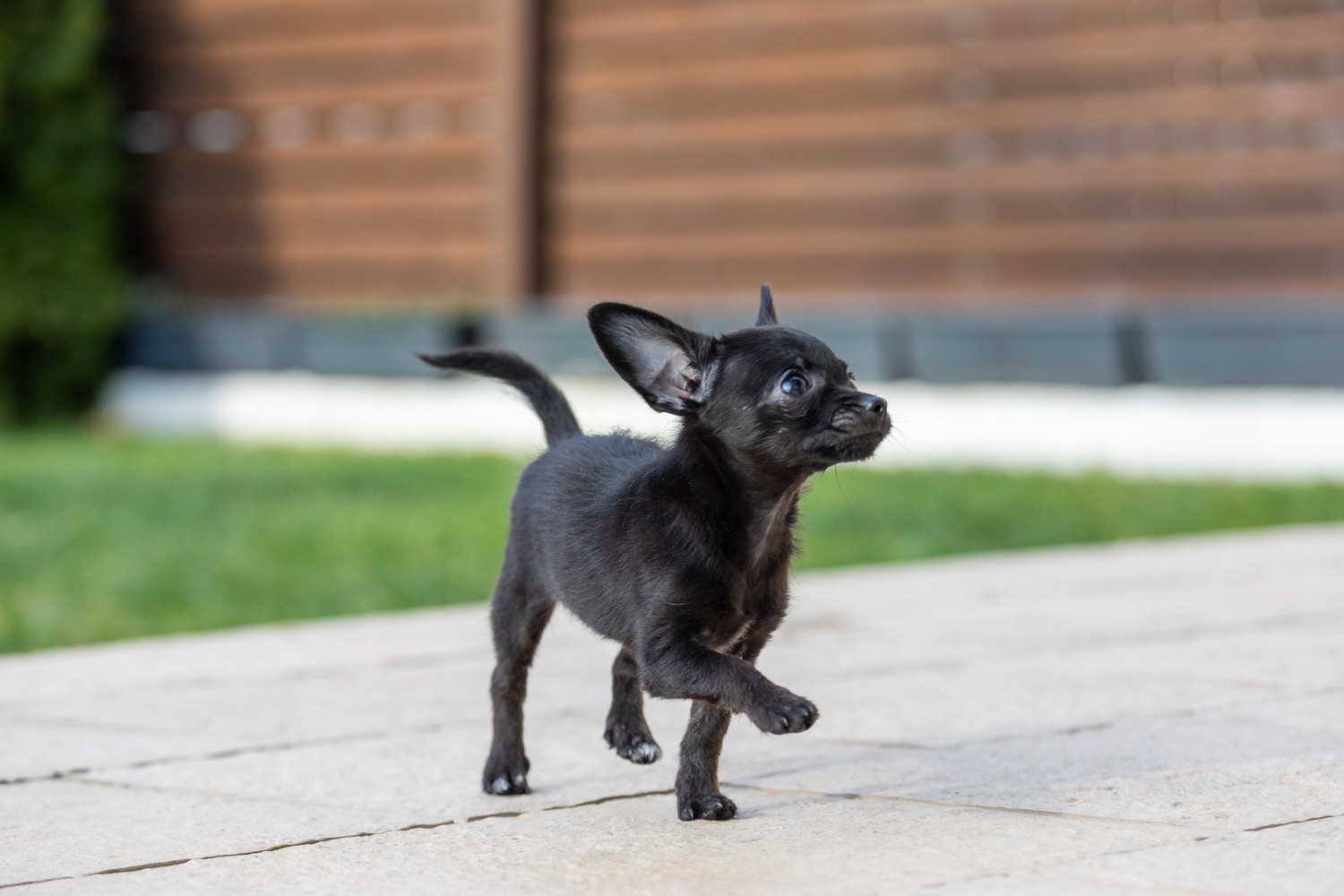 屋外を歩くチワワ寄りの外見をしたチワプーの子犬