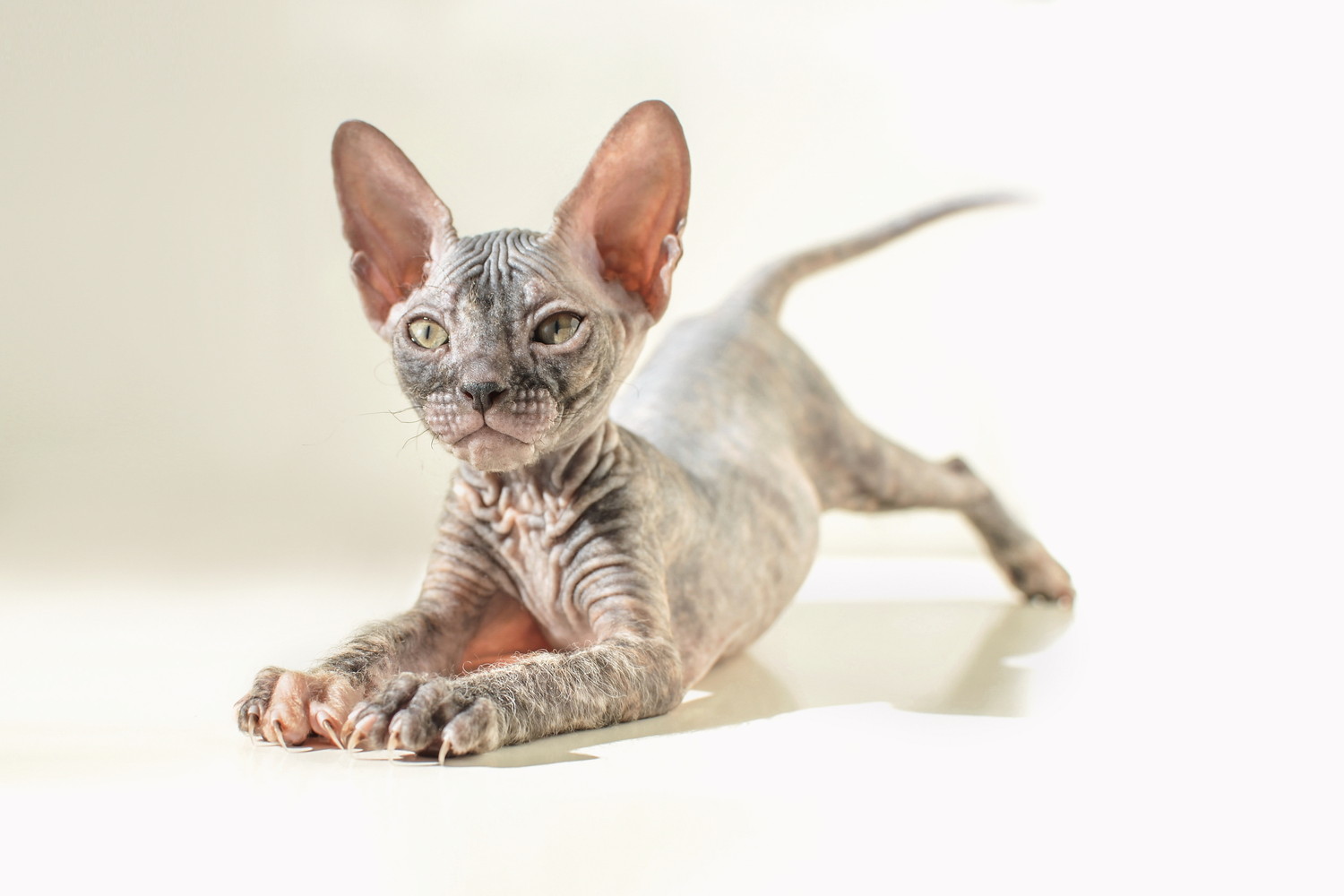 伸びをしているドンスコイの子猫