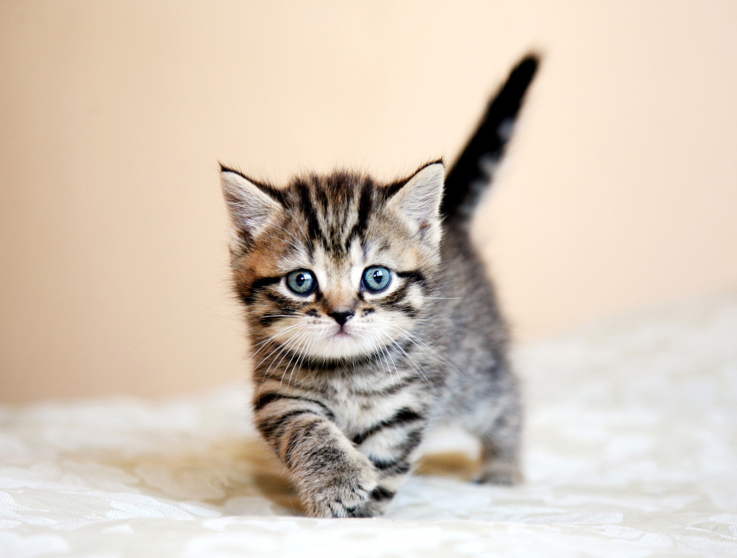 前に向かって進むスコティッシュストレートの子猫