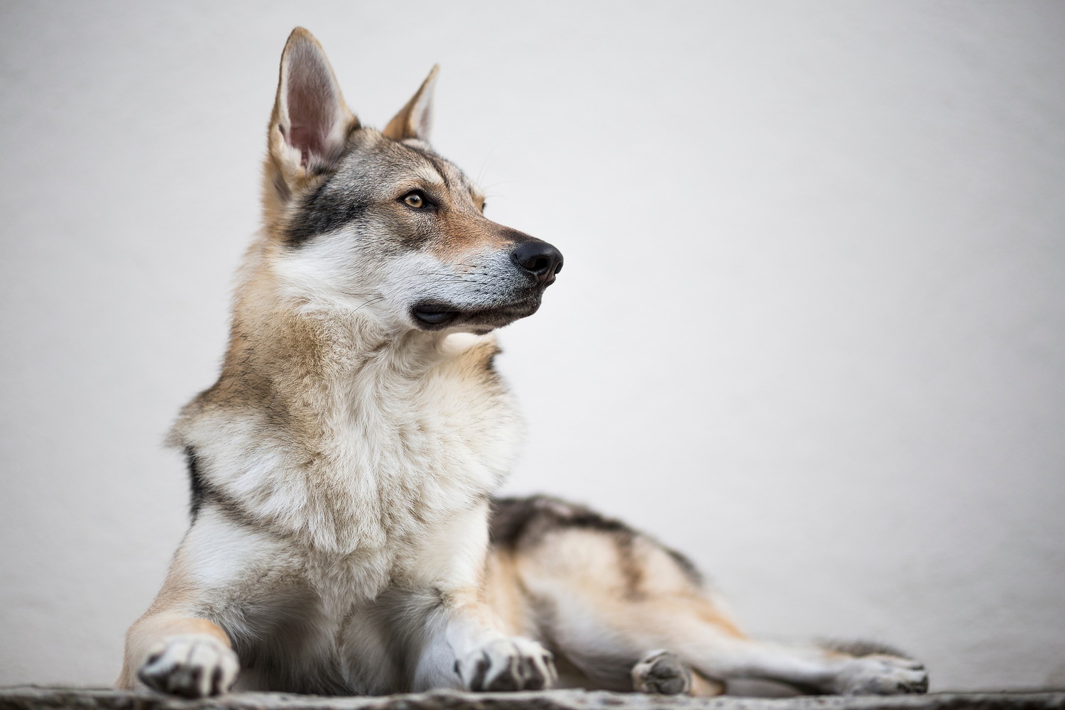 伏せて遠くを見つめるチェコスロバキアン・ウルフドッグ