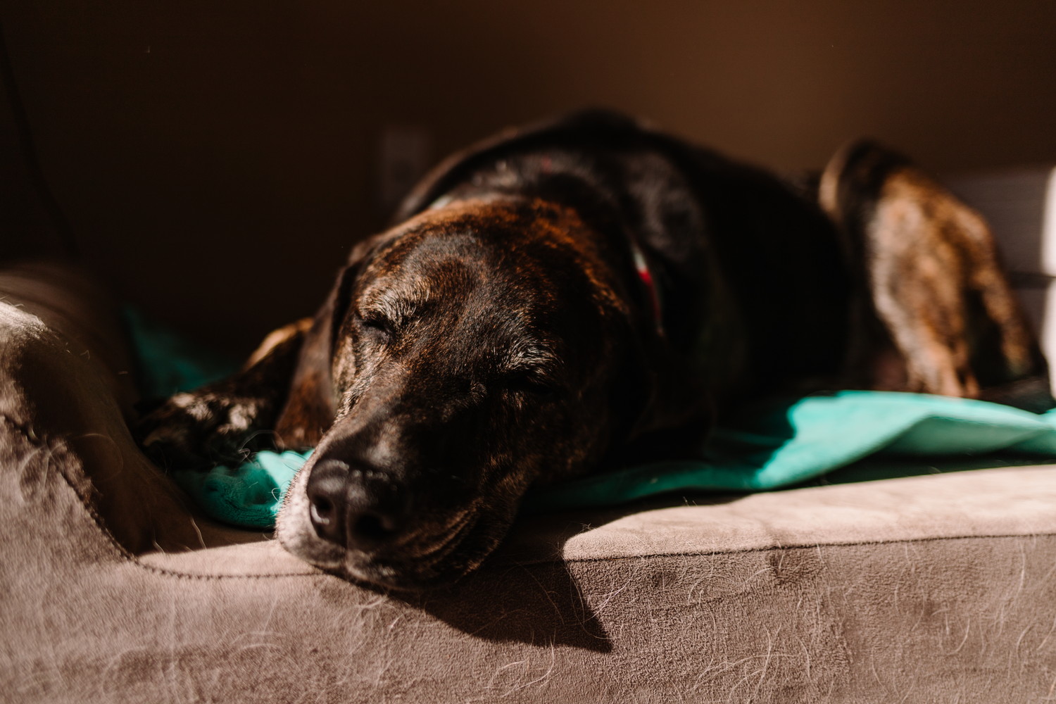 犬用ベッドで眠るプロット・ハウンド