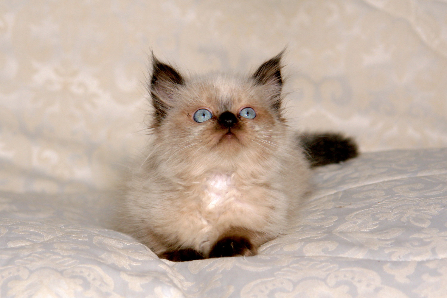ベッドの上で伏せるヒマラヤンの子猫