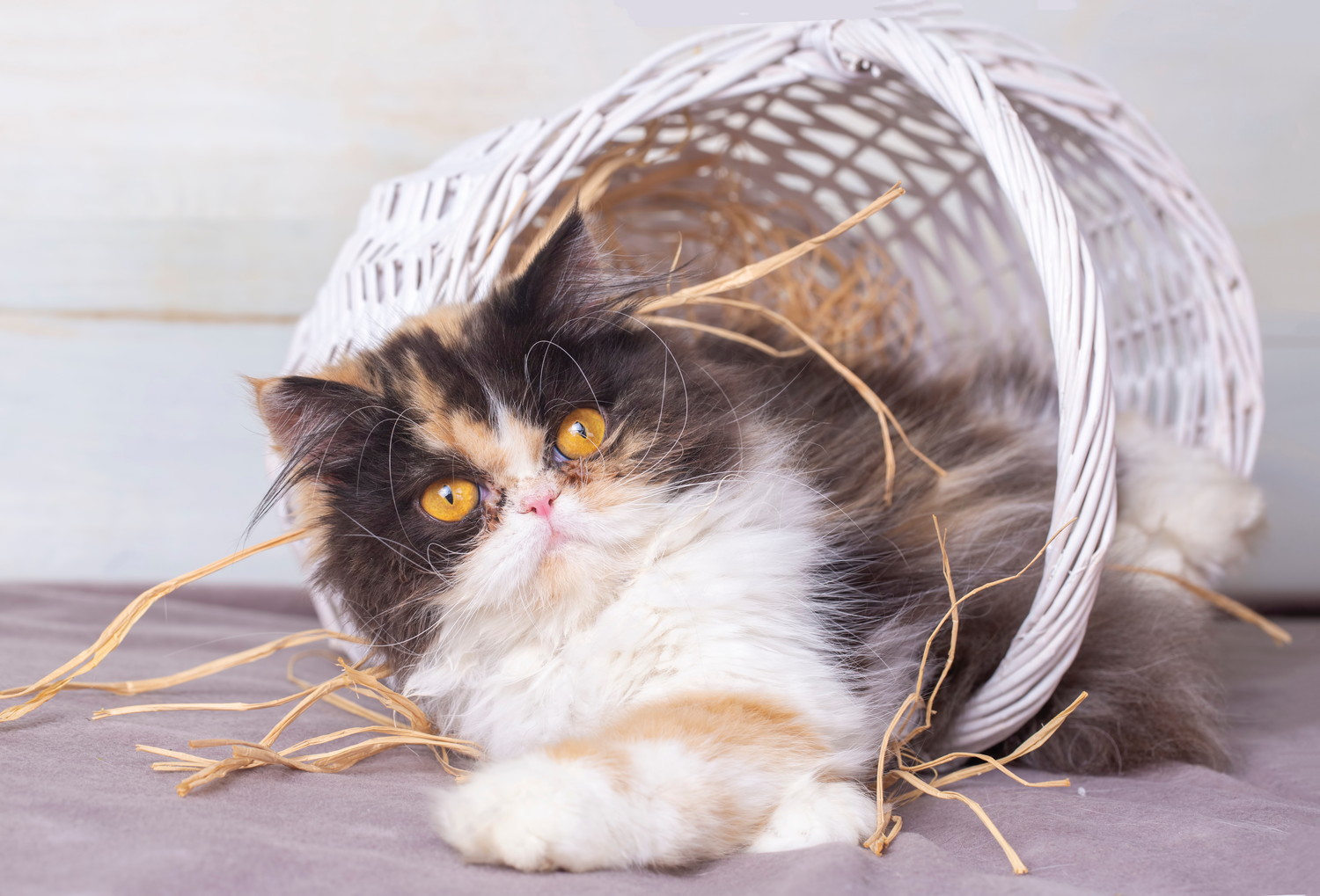 バスケットから転がり出るエキゾチックロングヘアーの子猫
