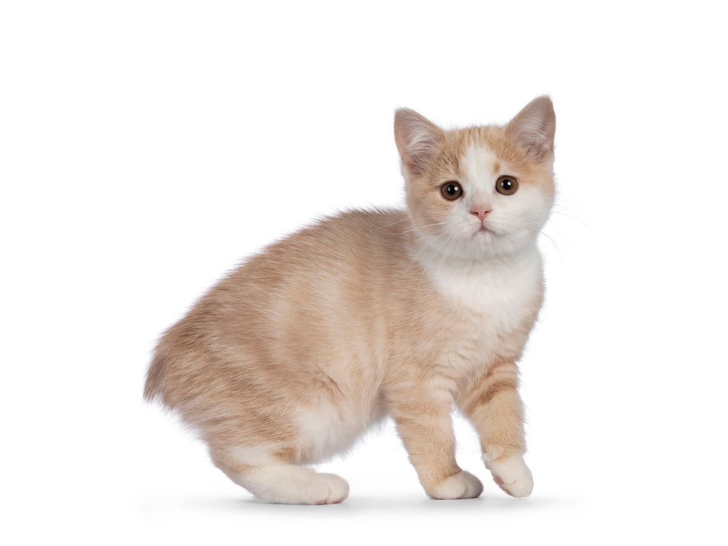 正面を見つめるマンクスの子猫