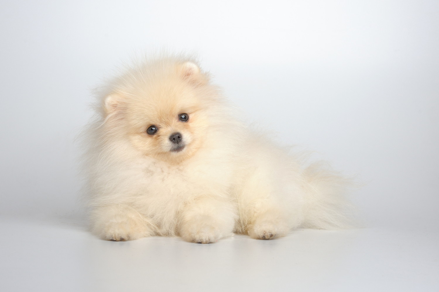 床に伏せて首を傾げるジャーマン・スピッツの子犬