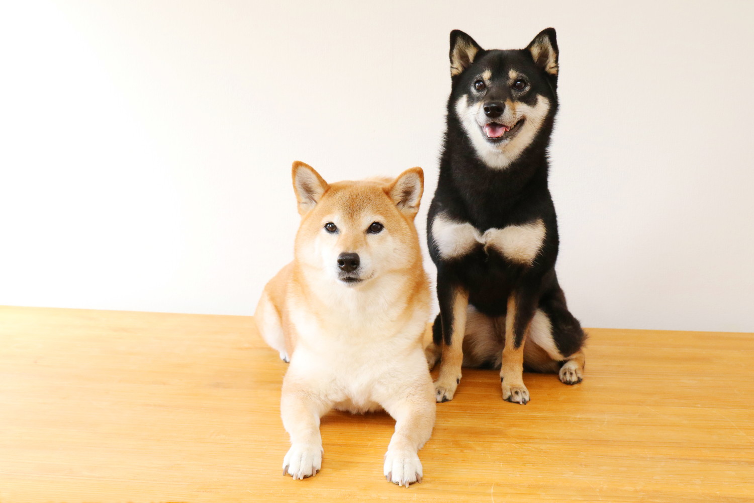 一般的な柴犬が2頭で並んでいる様子