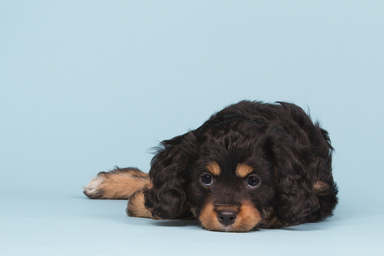床に伏せているキャバプーの子犬