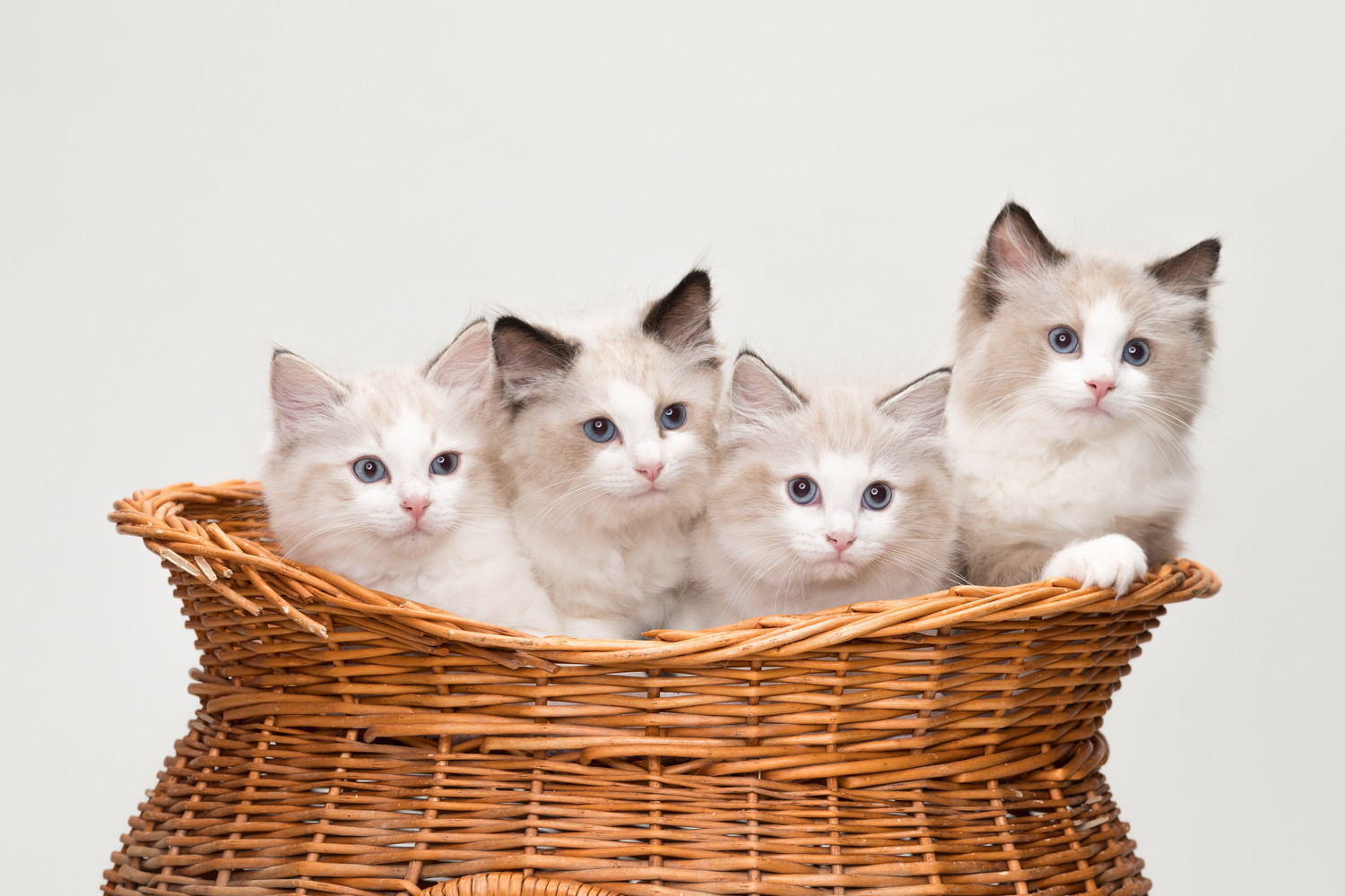 バスケットから顔を出す4匹のラグドールの子猫