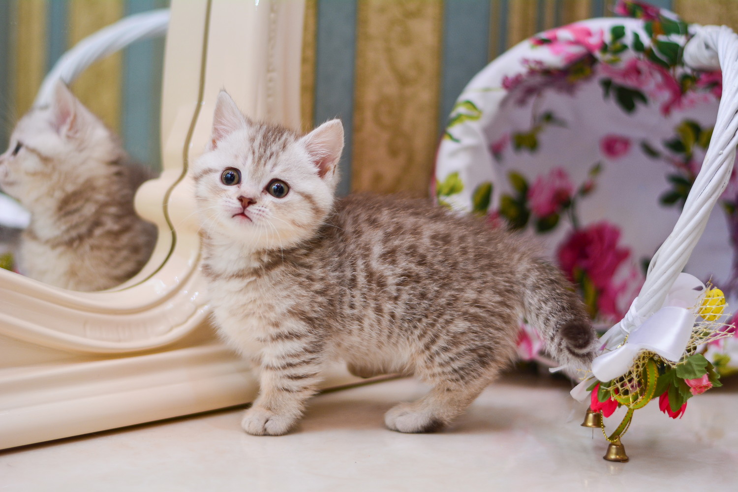鏡の前に立っているマンチカンの子猫