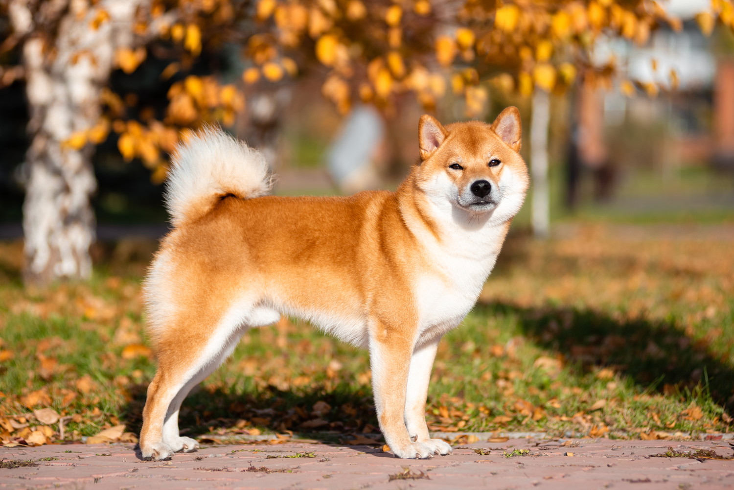 紅葉の下で立っている柴犬