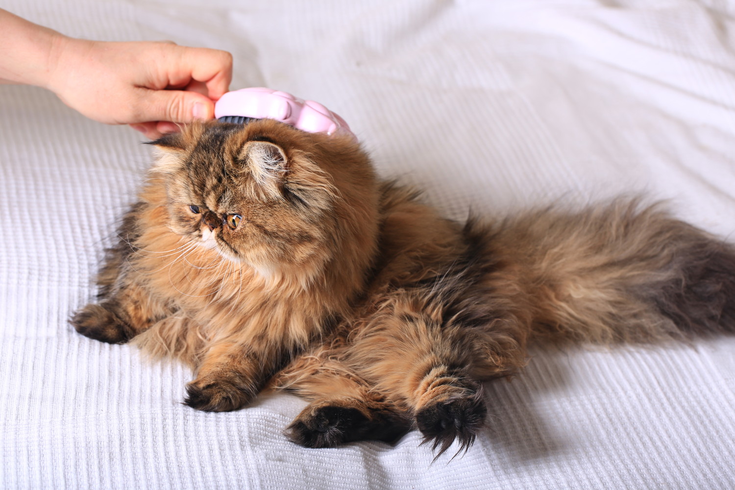 飼い主にブラッシングされているエキゾチックロングヘアー
