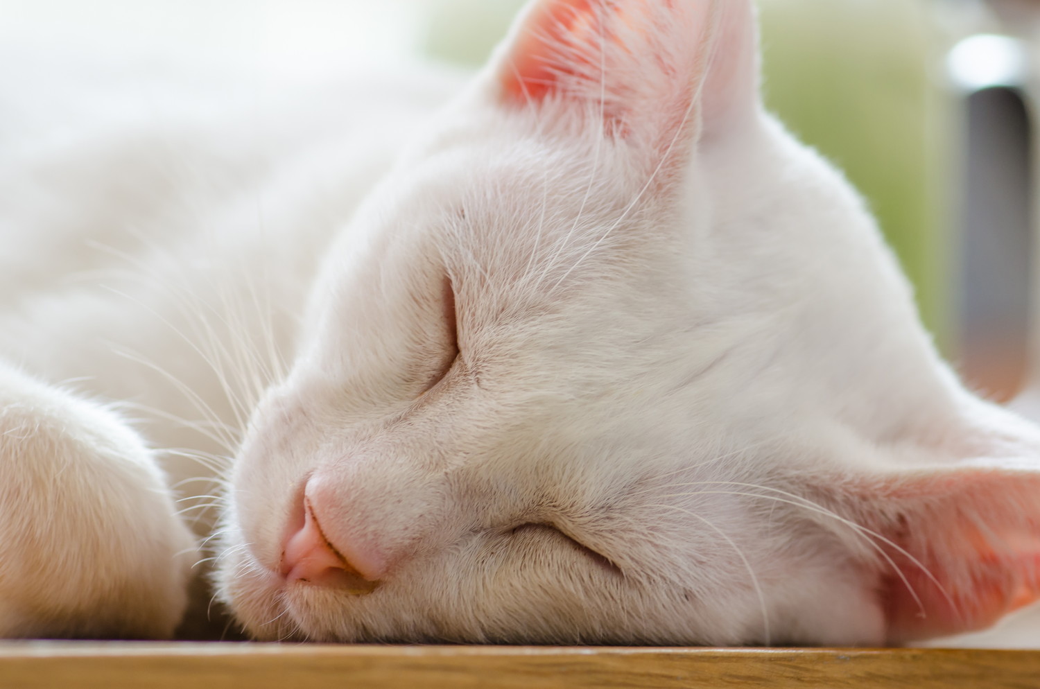 テーブルの上で眠るカオマニーのアップ