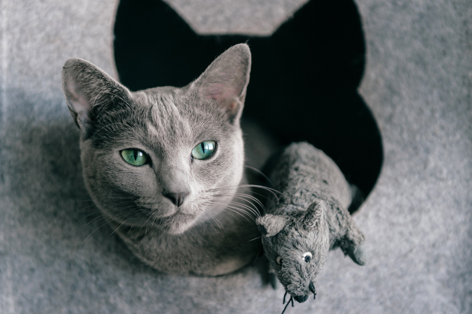キャットハウスから顔を出すロシアンブルー