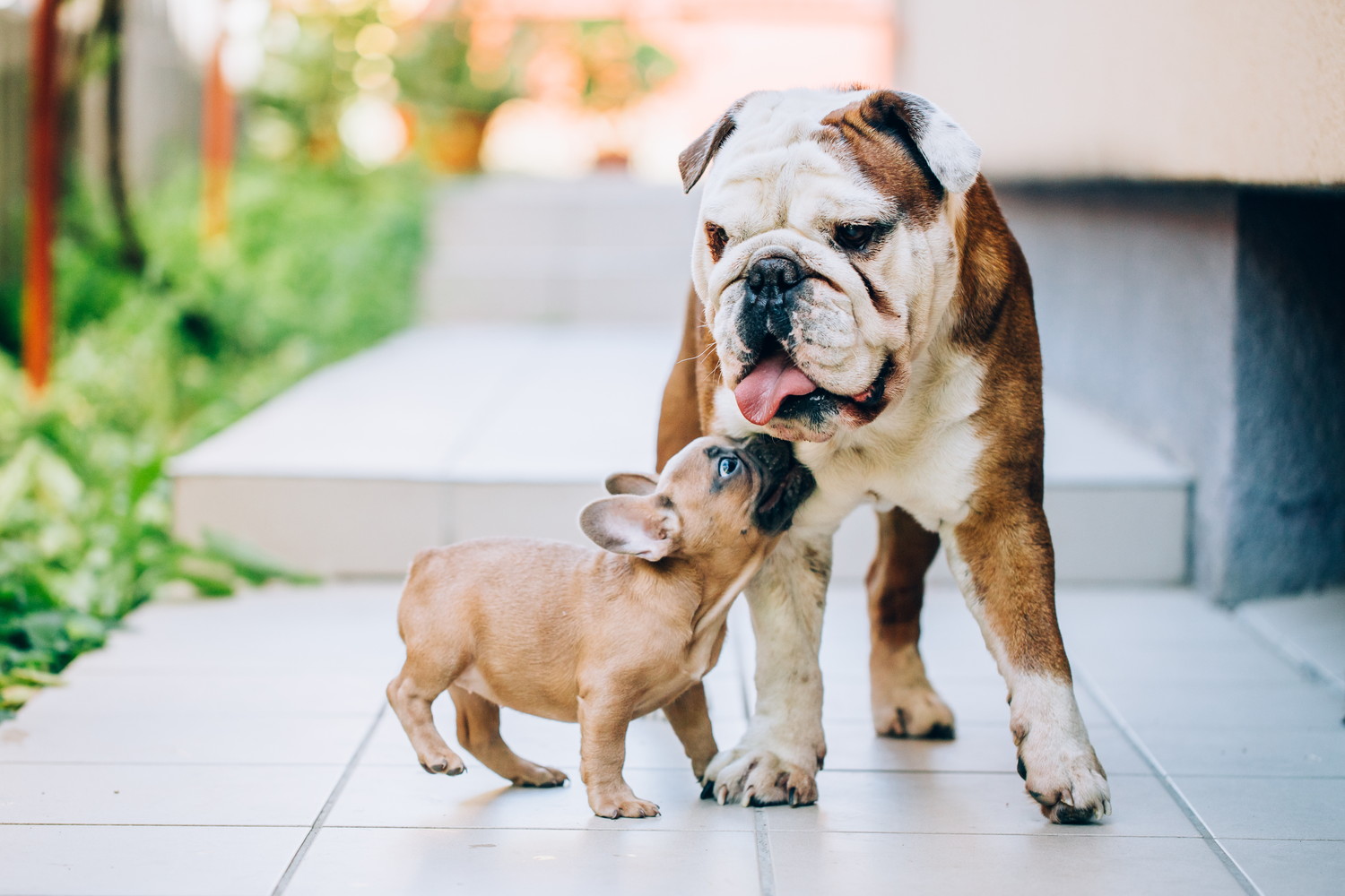 2頭でじゃれ合うフレンチ・ブルドッグの子犬とイングリッシュ・ブルドッグ