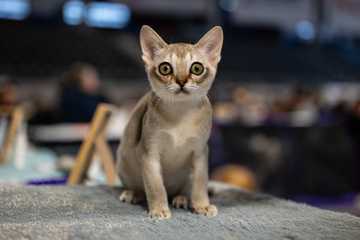 正面を見つめて座るシンガプーラの子猫