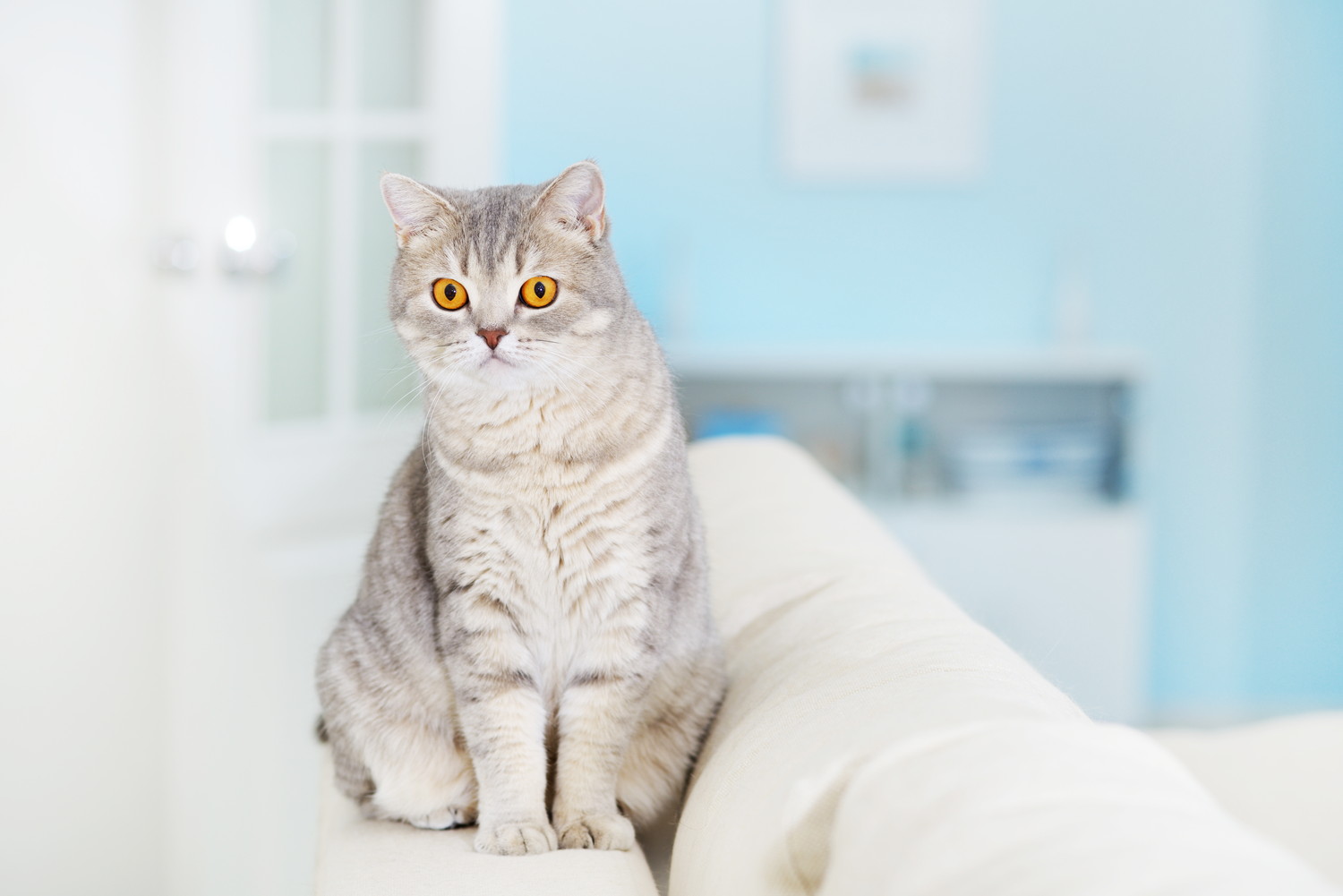 ソファの後ろに座るスコティッシュストレート