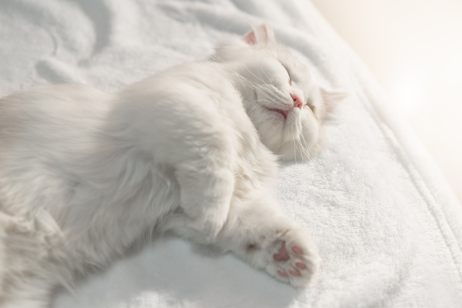 ブランケットの上で仰向けになって眠るマンチカン