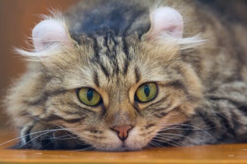 アメリカンカールのアップ