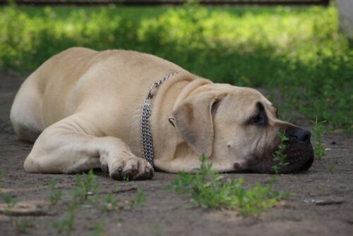 ぐでっとしているイングリッシュ・マスティフの子犬