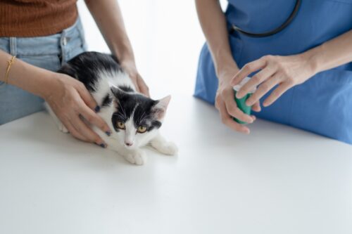 獣医師に相談をする猫の飼い主