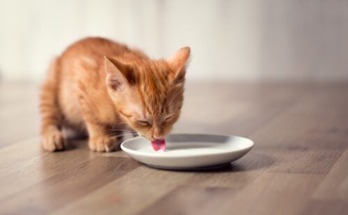 ミルクをのむ猫