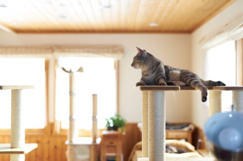 キャットタワーがあるお部屋