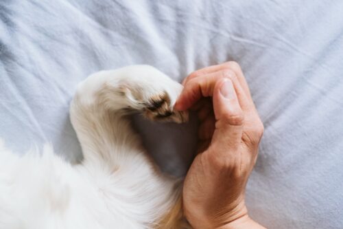 犬の手と人の手でつくったハート