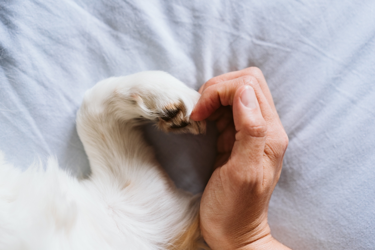 犬の手と人の手でつくったハート