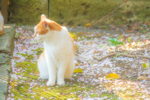 ジャパニーズボブテイル（トラ柄）のイメージ