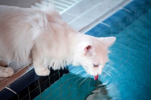 水を飲むターキッシュバン