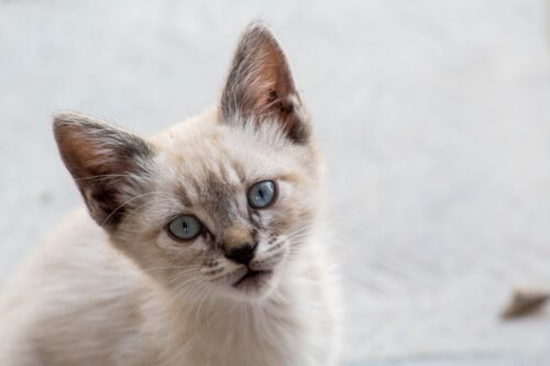 こちらを見つめるオホサスレスの子猫
