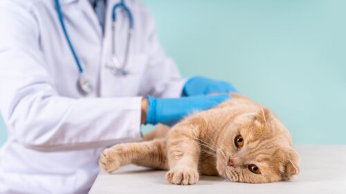 獣医師に診てもらっている猫
