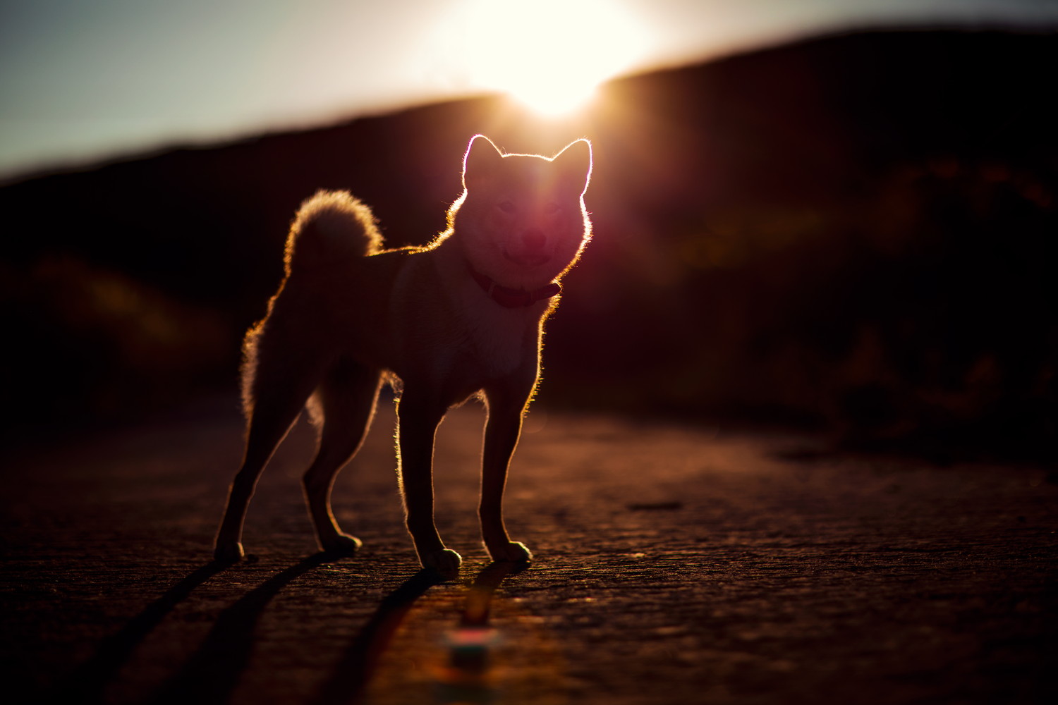 太陽に照らされている柴犬のシルエット