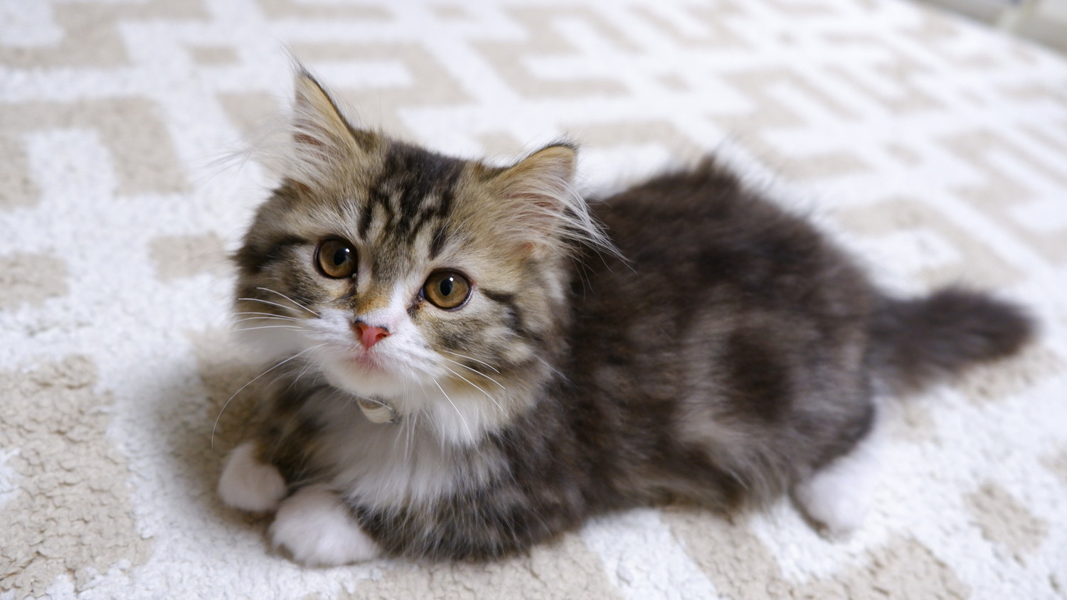 敷物の上で伏せているミヌエットの子猫