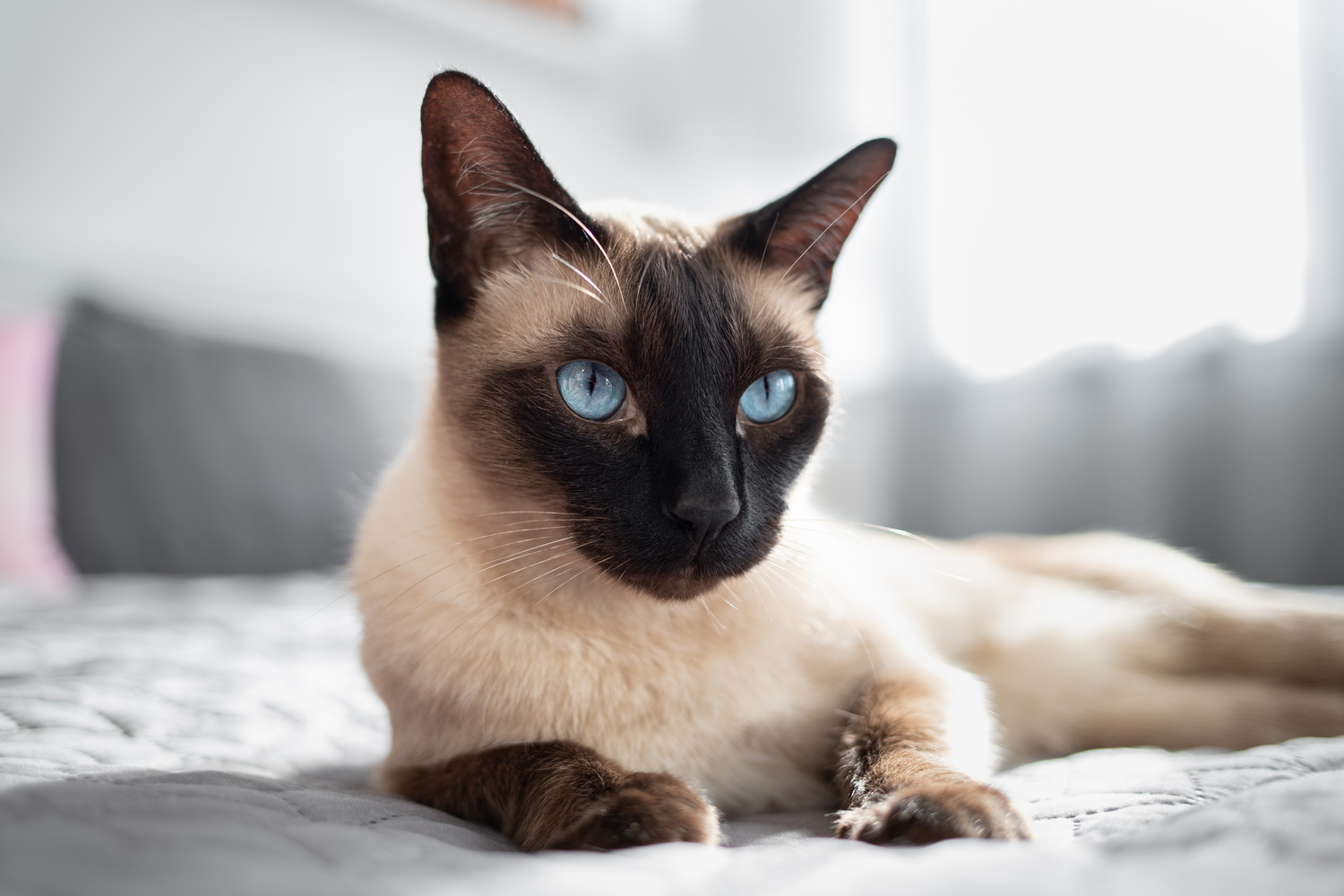 ベッドの上で伏せているシャム猫のアップ