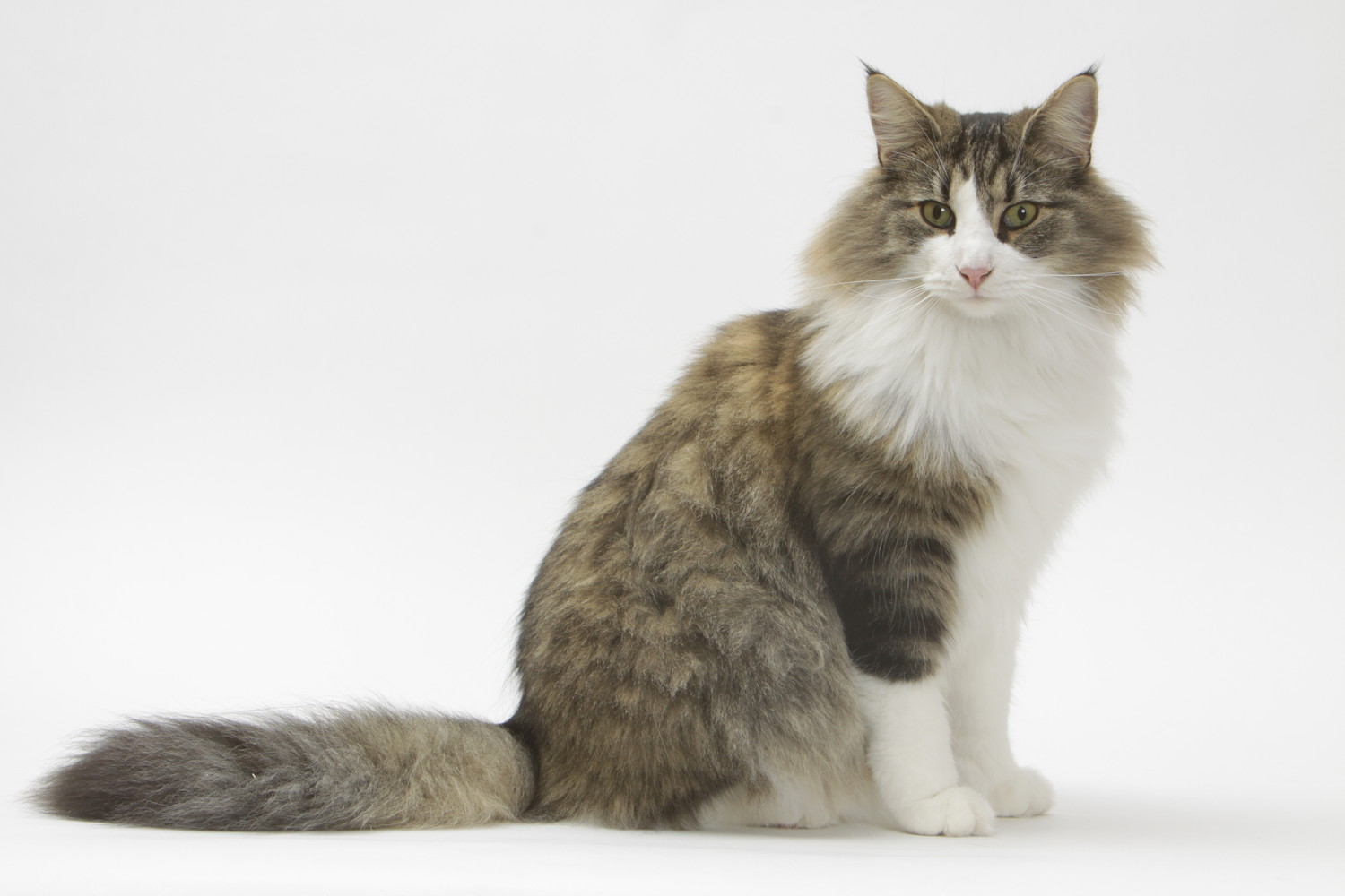 尻尾を伸ばして床に座っているノルウェージャンフォレストキャット