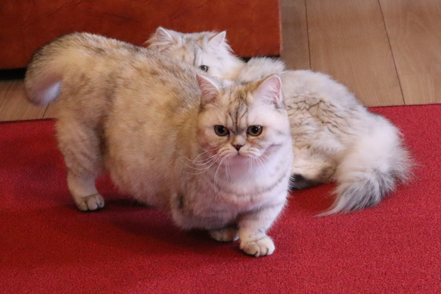 前方に向かって歩こうとしているミヌエット