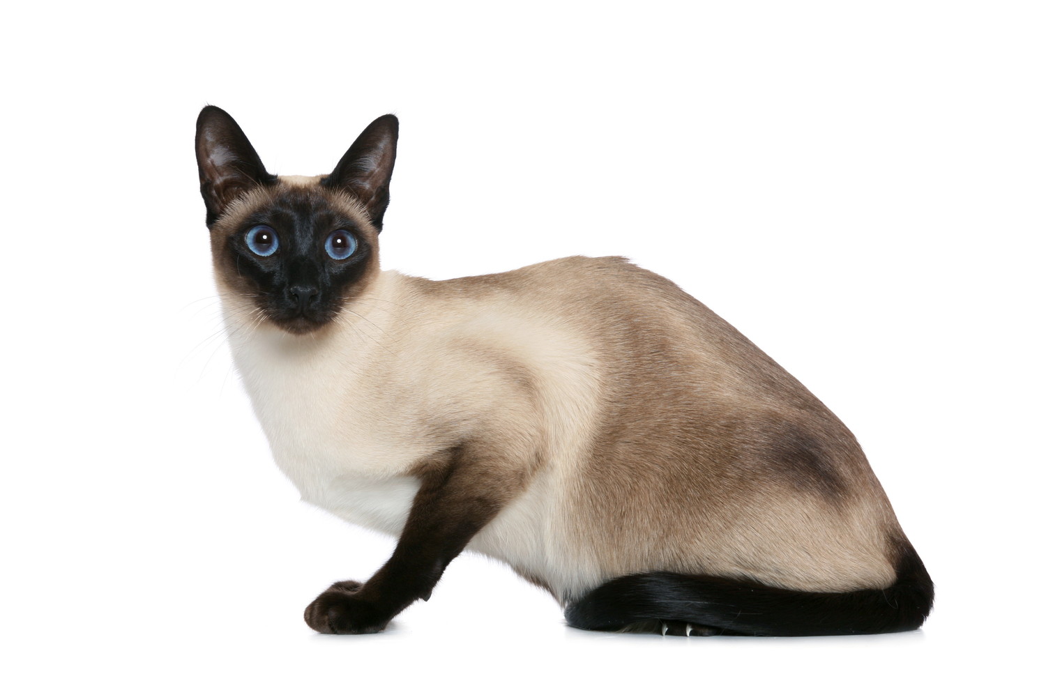 カメラ目線で座っているシャム猫
