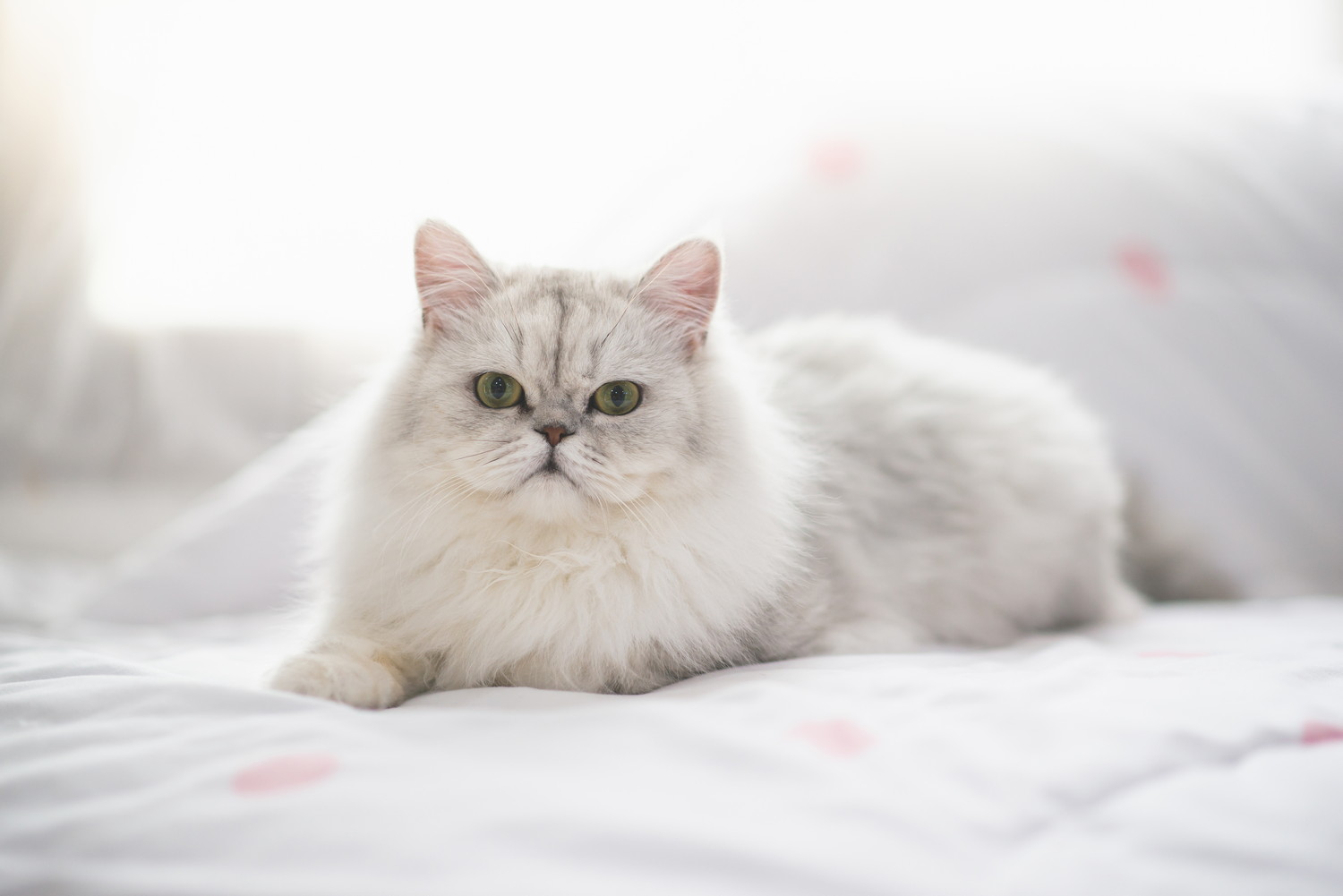 ベッドの上で伏せてくつろぐペルシャ猫