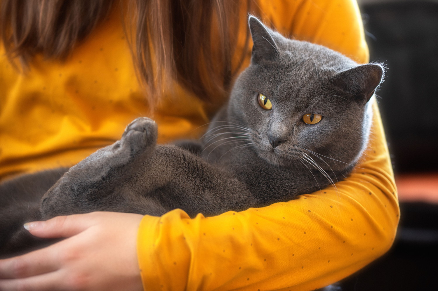 飼い主におとなしく抱かれているシャルトリュー