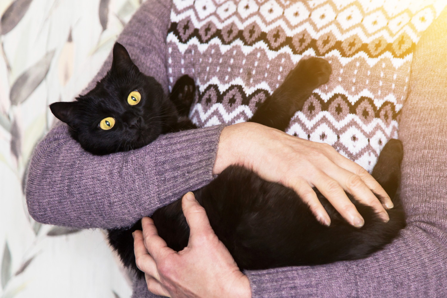 飼い主に抱っこされているボンベイ