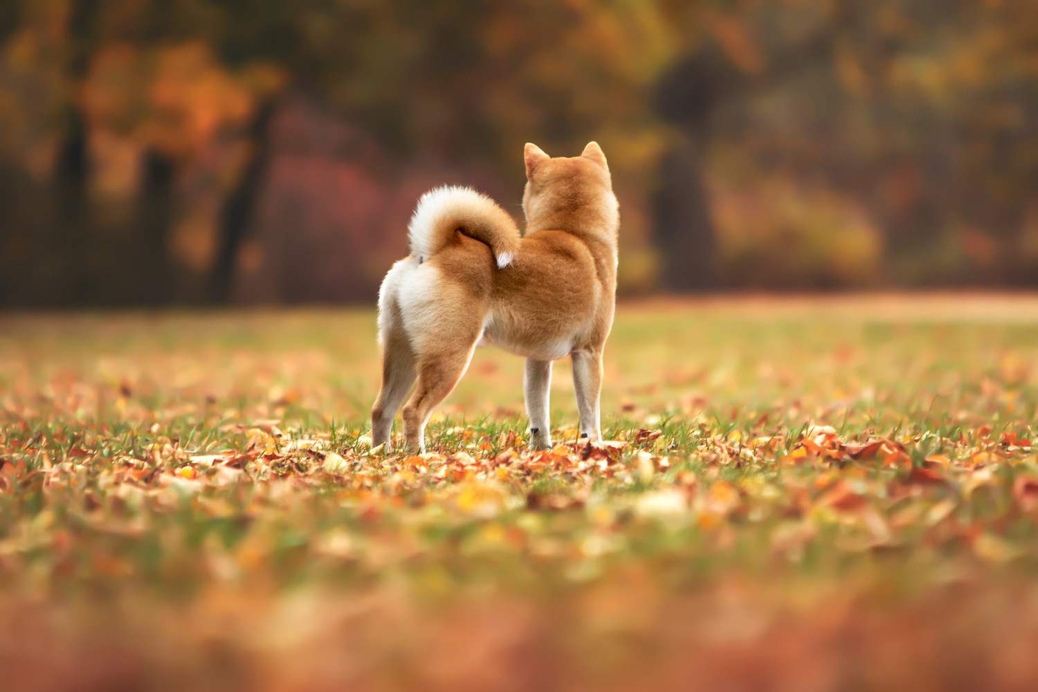 屋外で佇む柴犬の後ろ姿