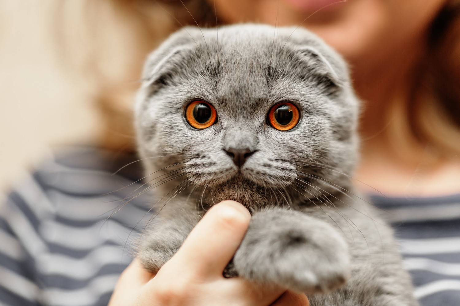 飼い主に抱っこされているスコティッシュフォールドのアップ