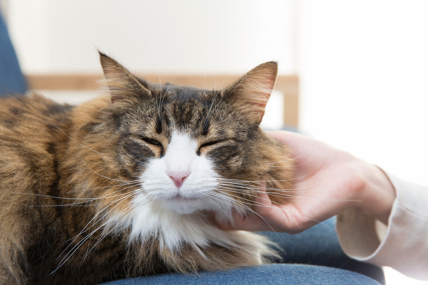 人になでられて気持ちよさそうなノルウェージャンフォレストキャット