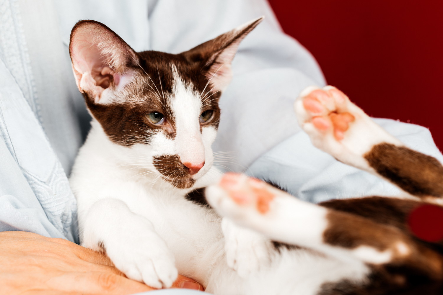 飼い主に抱きかかえられているオリエンタルショートヘア