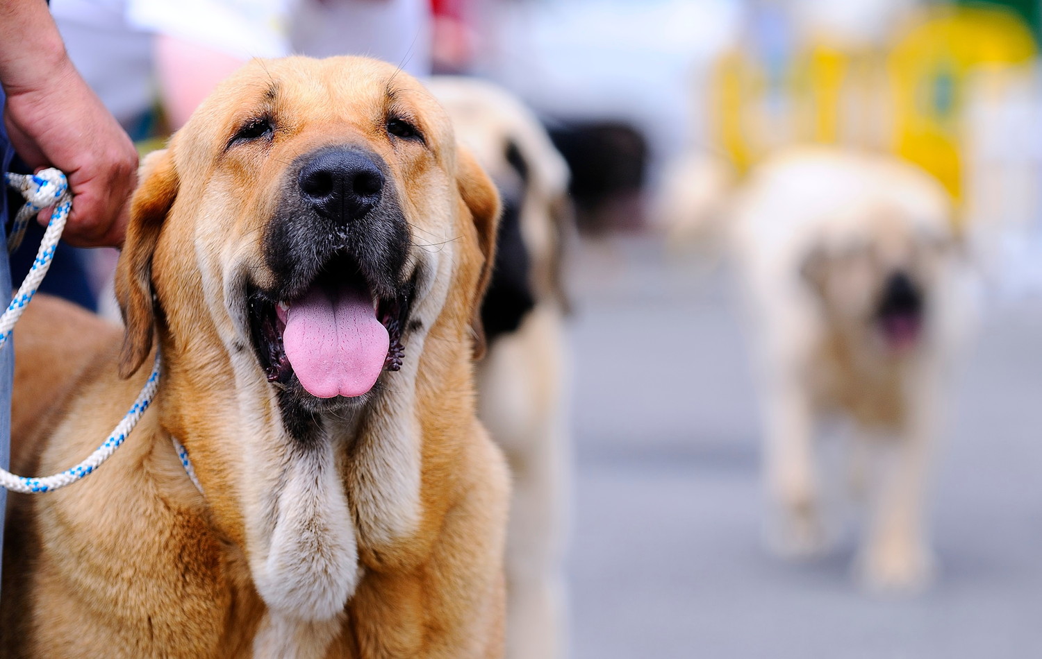 穏やかな表情で飼い主に寄り添うスパニッシュ・マスティフのアップ