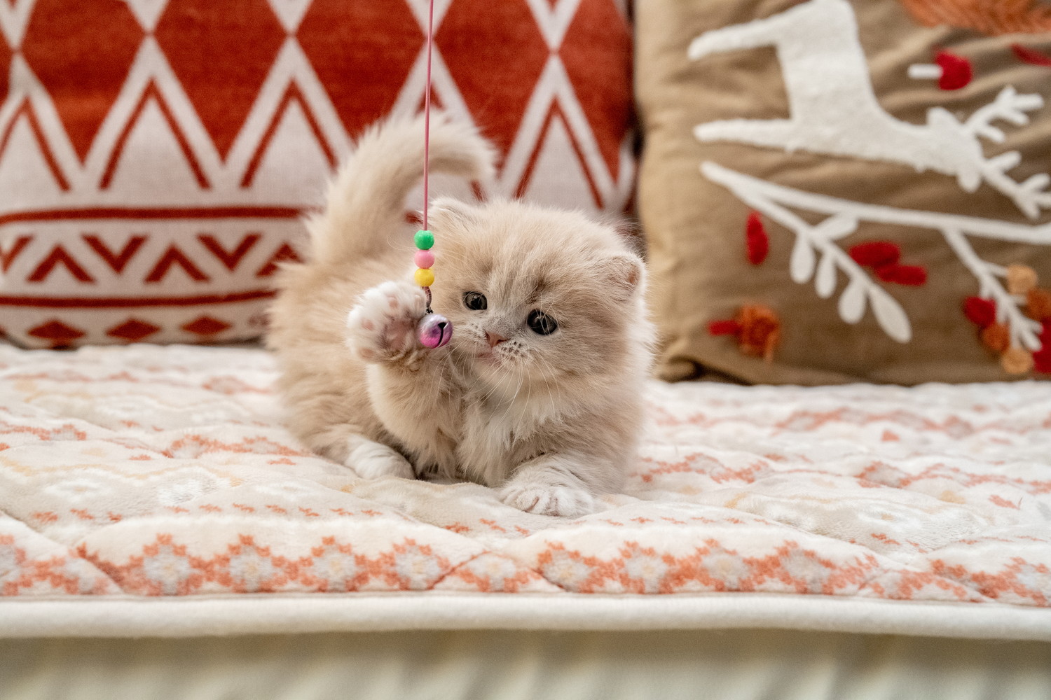 おもちゃにじゃれているミヌエットの子猫
