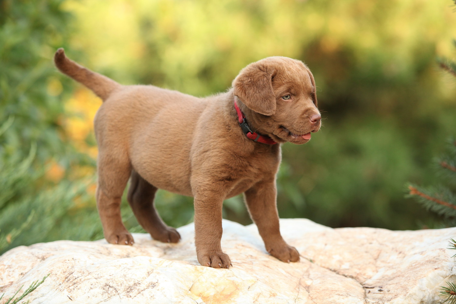 岩の上に立つチェサピーク・ベイ・レトリーバーの子犬